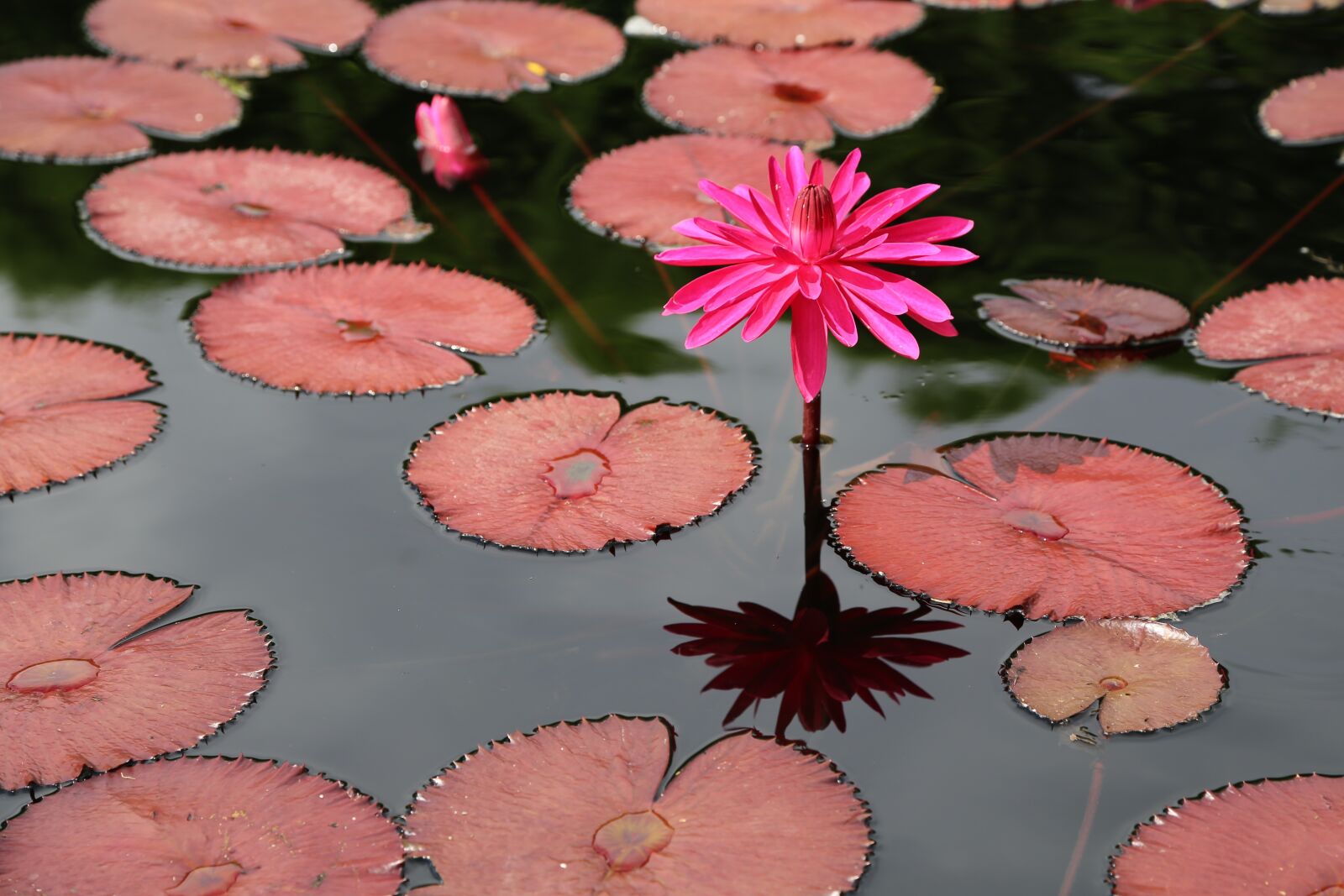 Canon EOS 6D + Canon EF 24-105mm F4L IS USM sample photo. Lotus, kite, water lilies photography