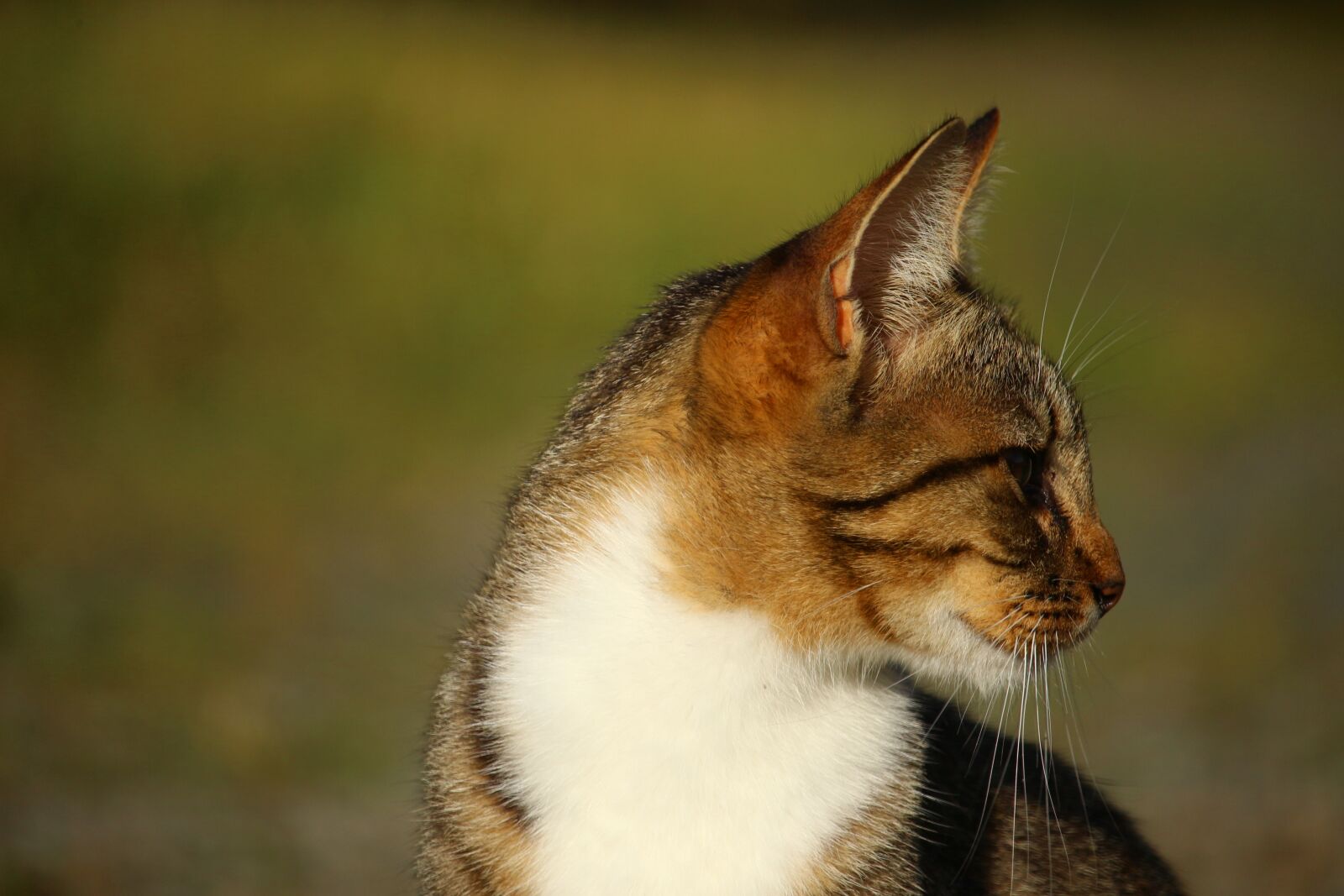 Canon EOS 100D (EOS Rebel SL1 / EOS Kiss X7) sample photo. Cat, mieze, kitten photography