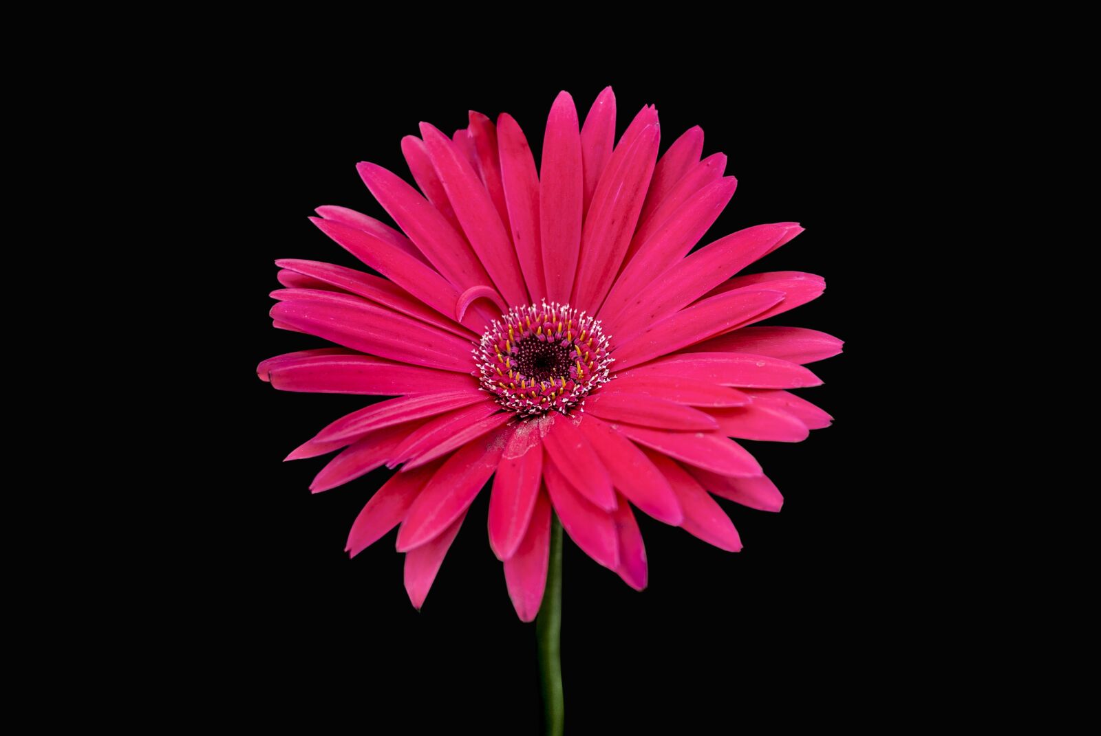 Nikon D60 sample photo. Flower g rbel, flowers photography
