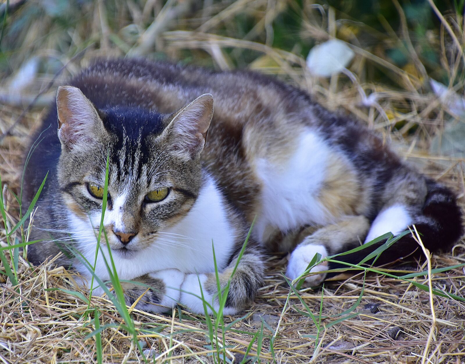 Nikon D7200 sample photo. Feline, cat, animals photography