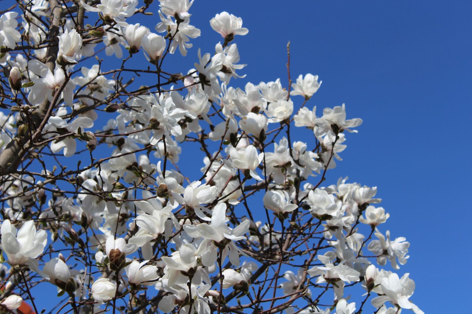 Canon EOS 1300D (EOS Rebel T6 / EOS Kiss X80) sample photo. White blue, sky, flowers photography