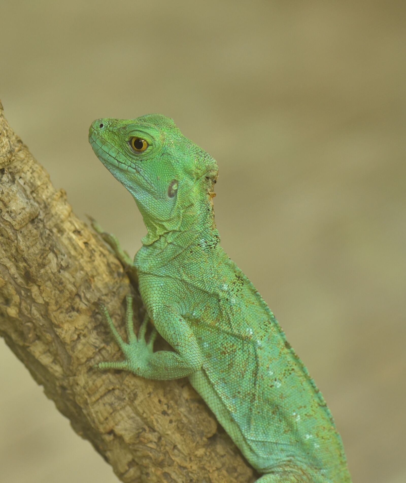 Nikon D750 sample photo. Lizard, green, reptile photography