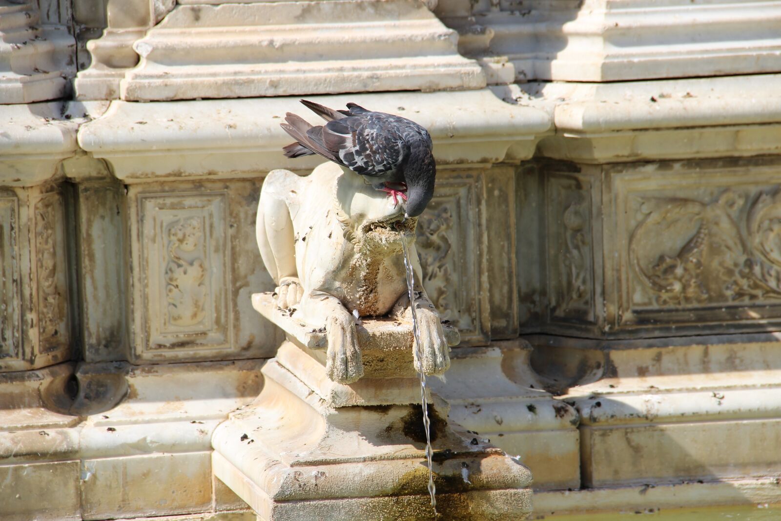 Canon EOS 600D (Rebel EOS T3i / EOS Kiss X5) sample photo. Pigeon, fountain, statue photography