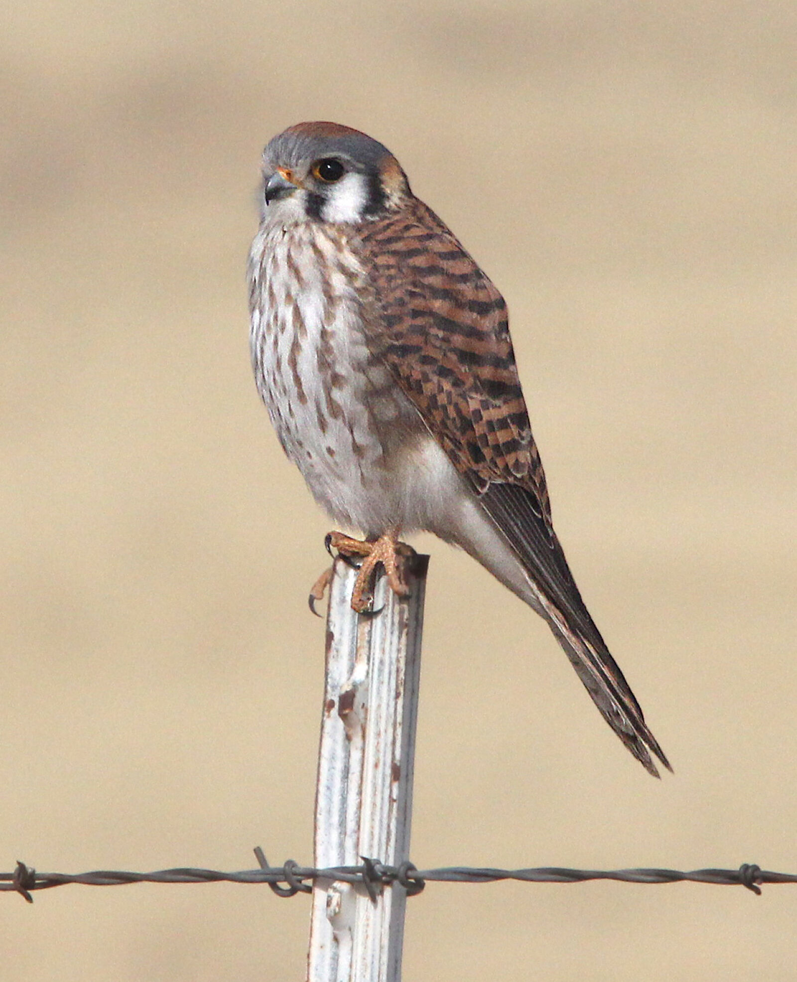 Canon EF 300mm F4L IS USM sample photo