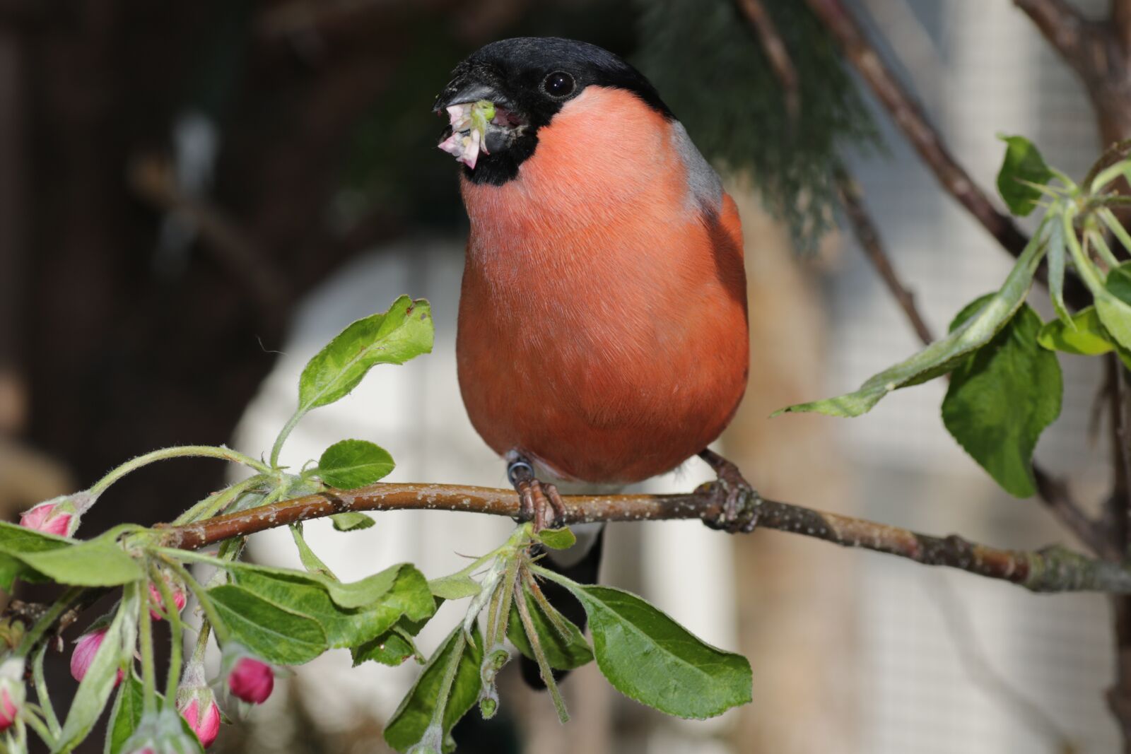 Canon EOS 7D Mark II sample photo. Gimpel, bullfinch, bird photography