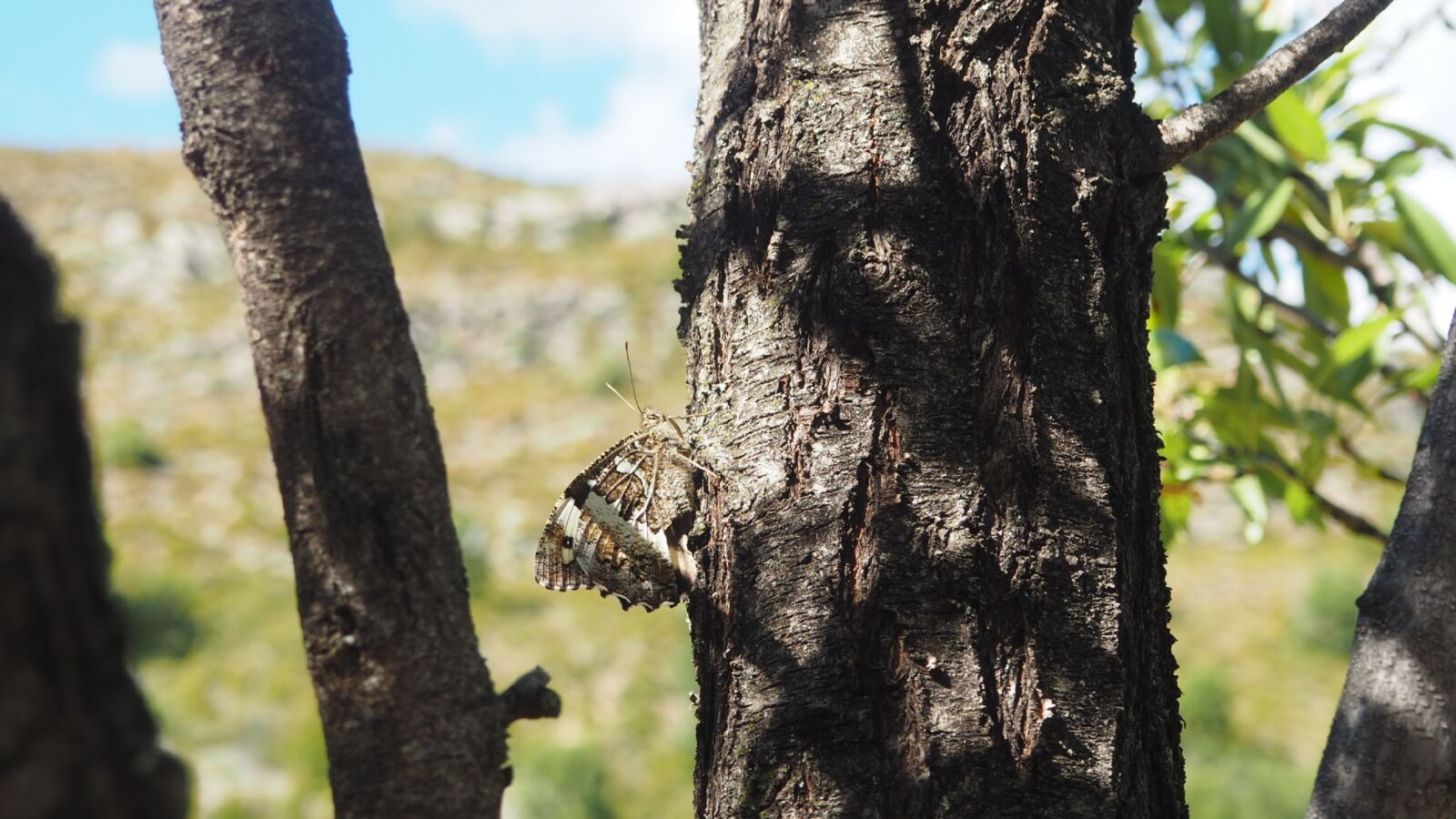 Olympus OM-D E-M10 II sample photo. Tree, nature, wood photography