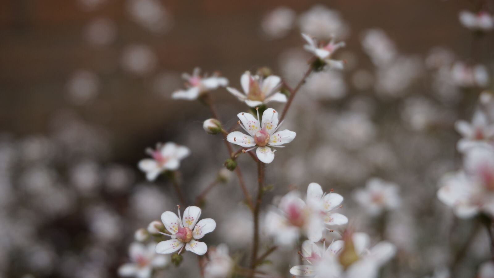 Sony Alpha NEX-5T sample photo