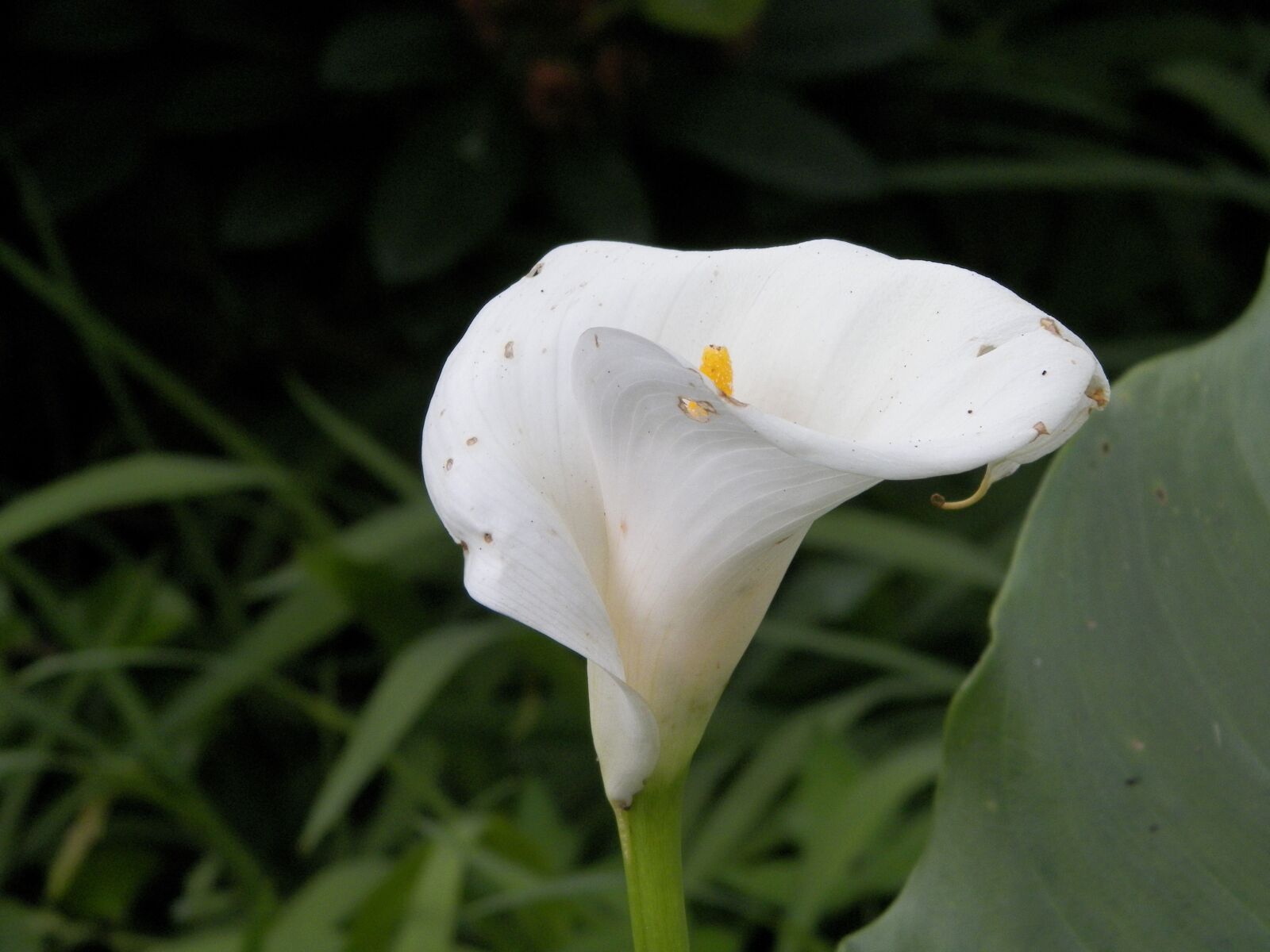 Kodak EASYSHARE Z5010 DIGITAL CAMERA sample photo. Calla lilly, flower, white photography