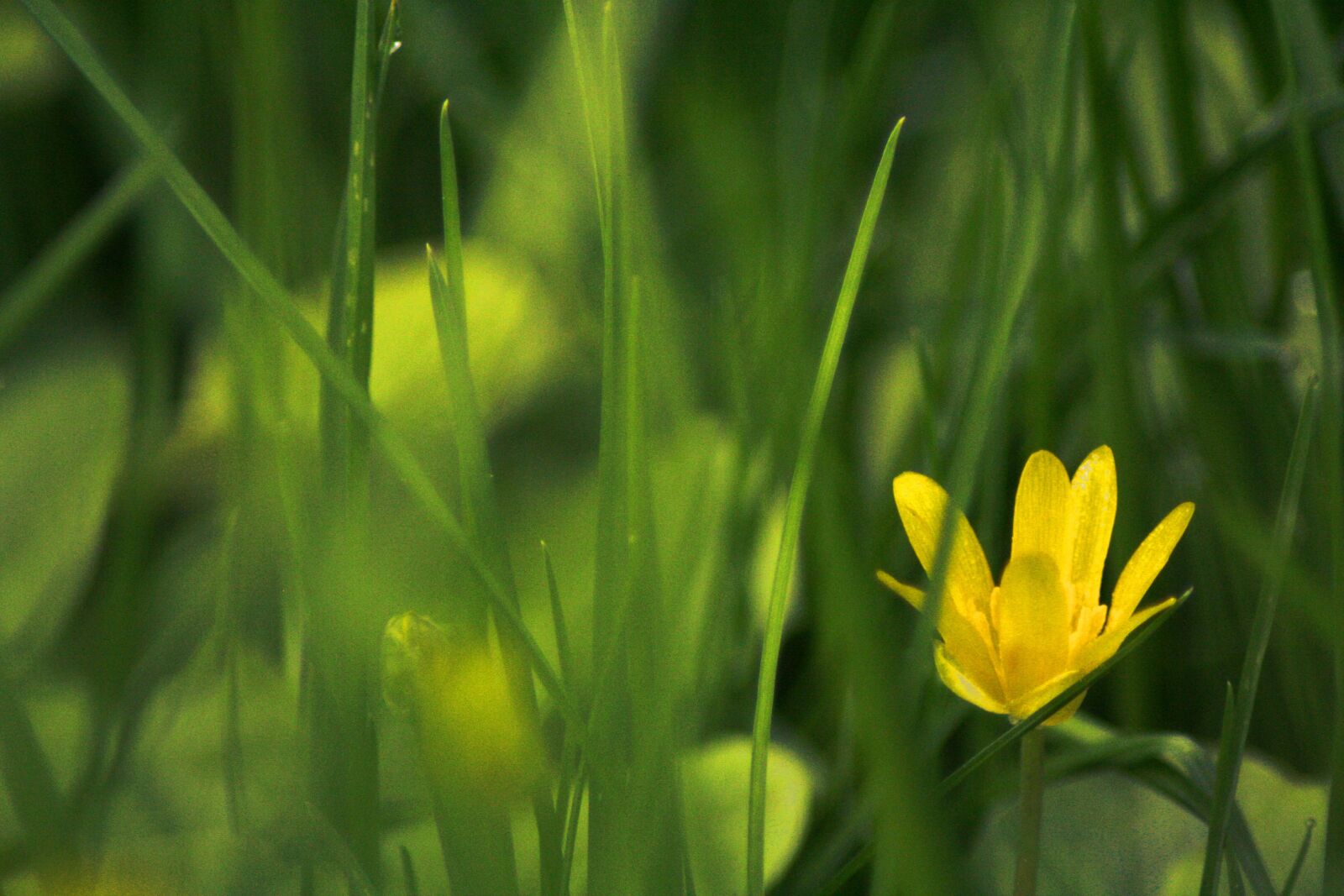 Canon EOS 350D (EOS Digital Rebel XT / EOS Kiss Digital N) sample photo. Flower, spring, nature photography