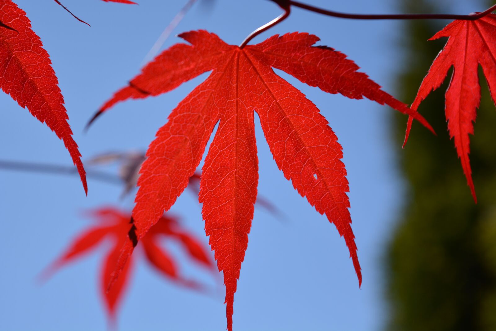 Nikon D5200 sample photo. Blood maple, maple, leaf photography