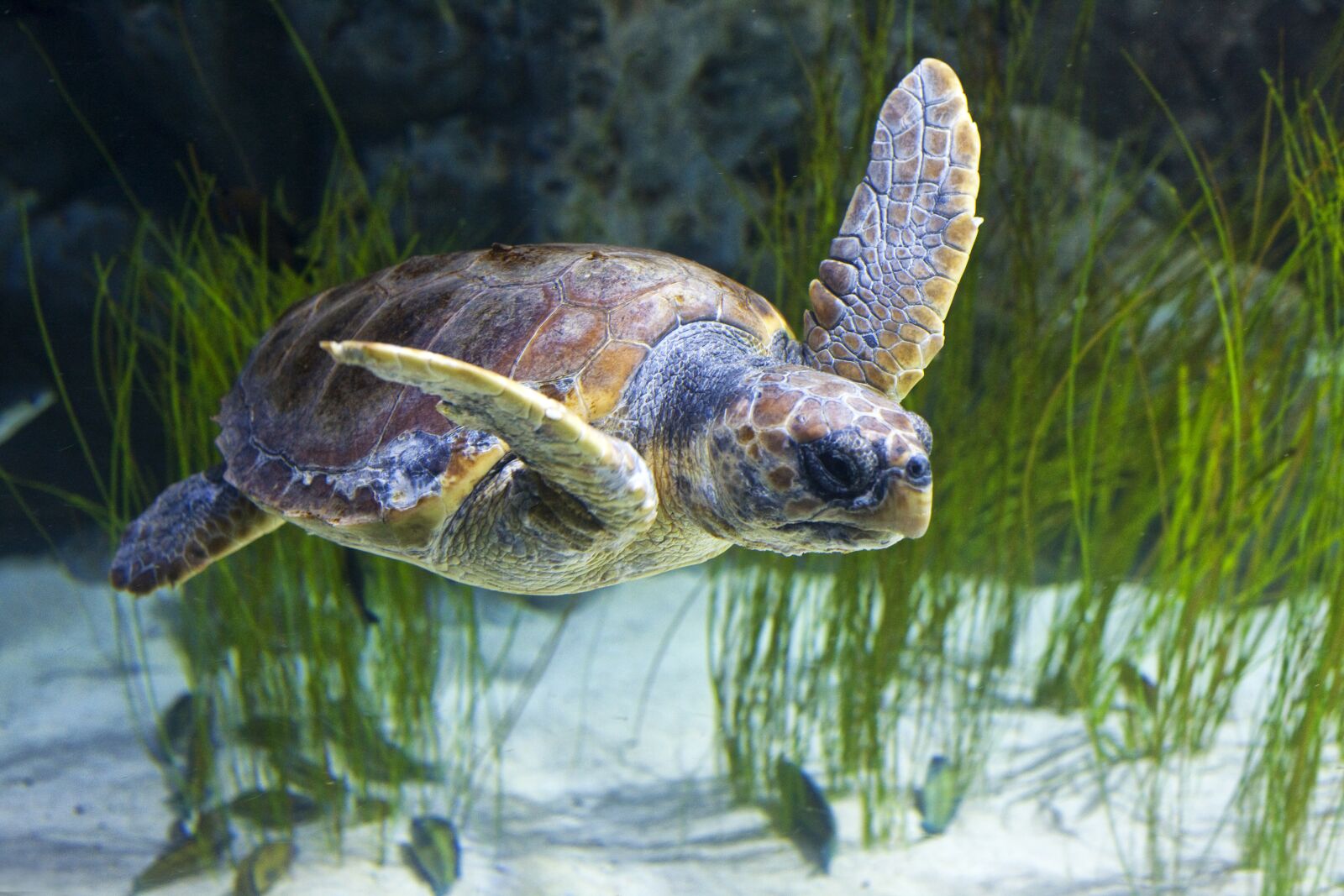 Canon EOS 5D Mark II sample photo. Animal, animals, water photography