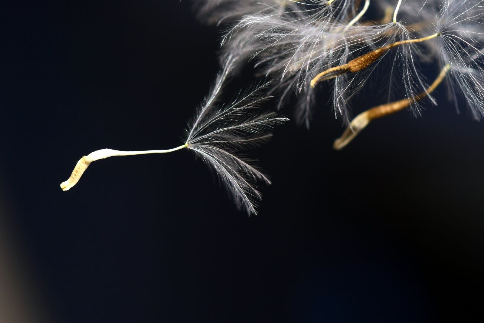 Nikon D3300 sample photo. Flying seeds, close up photography