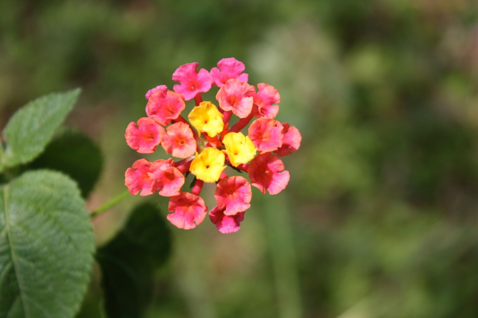 Canon EOS 450D (EOS Rebel XSi / EOS Kiss X2) sample photo. Lantana camara, flower, tiny photography