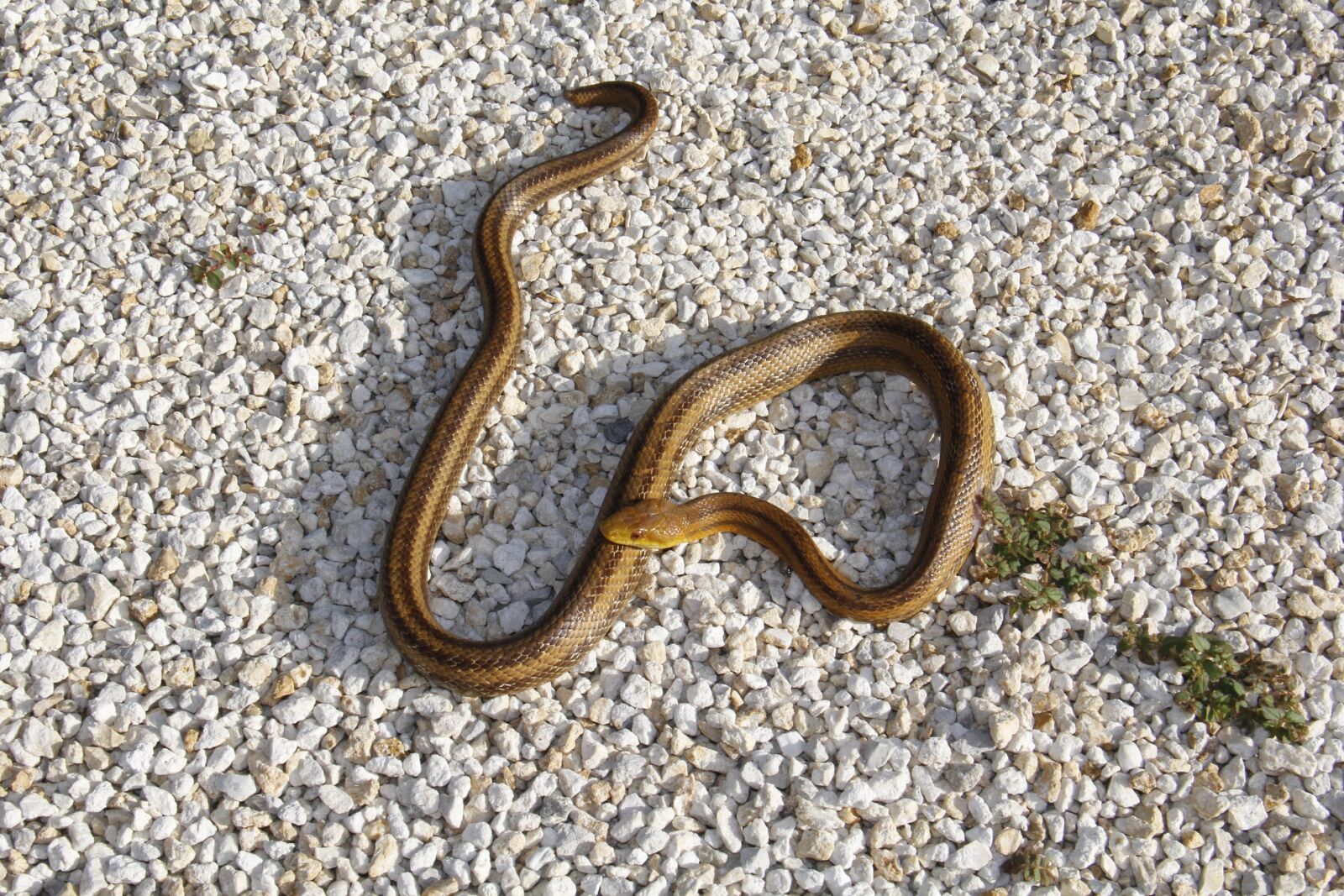 Canon EOS 60D sample photo. Snake, coral, florida photography