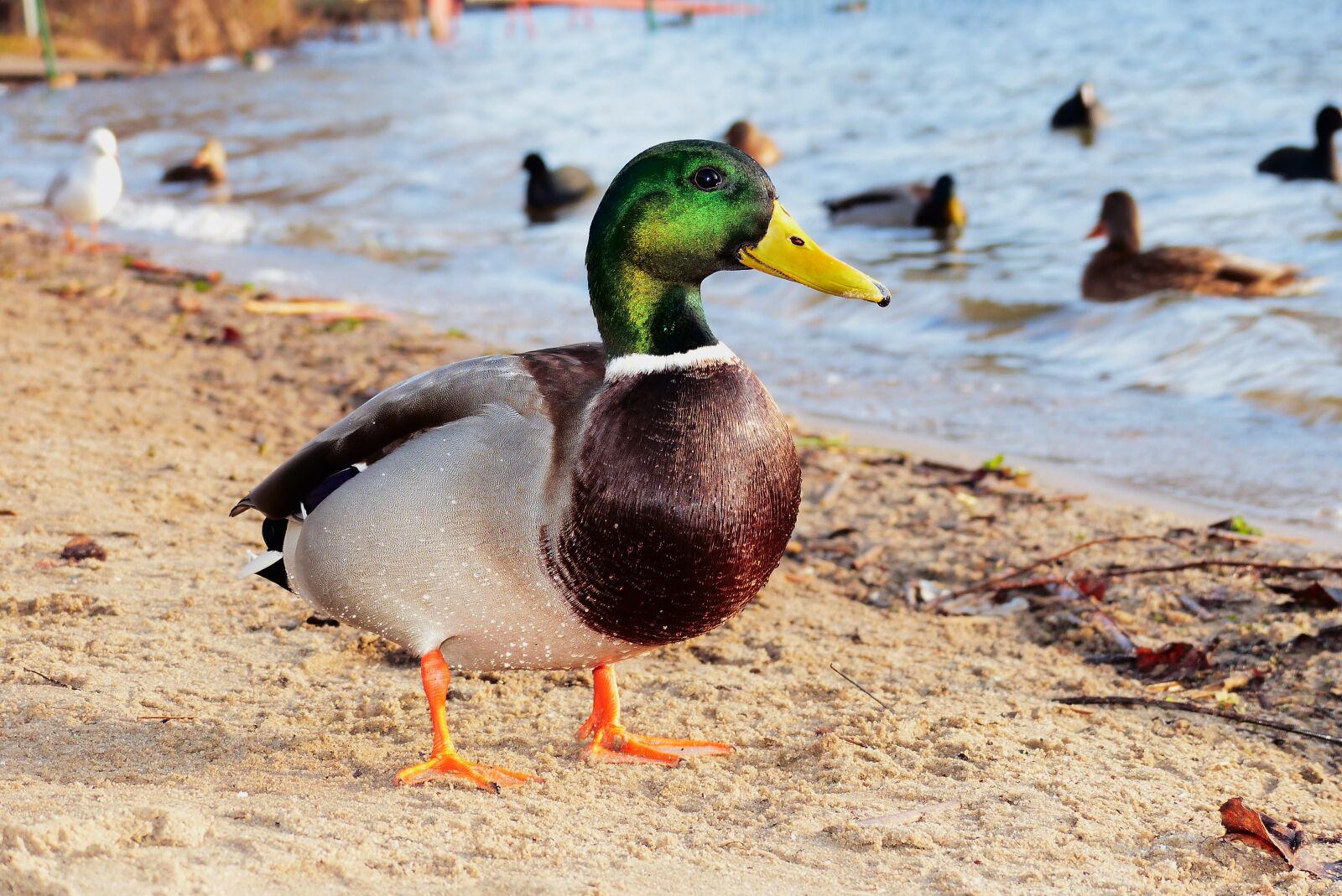 Panasonic Lumix DMC-FZ200 sample photo. Mallard duck, tom, beach photography
