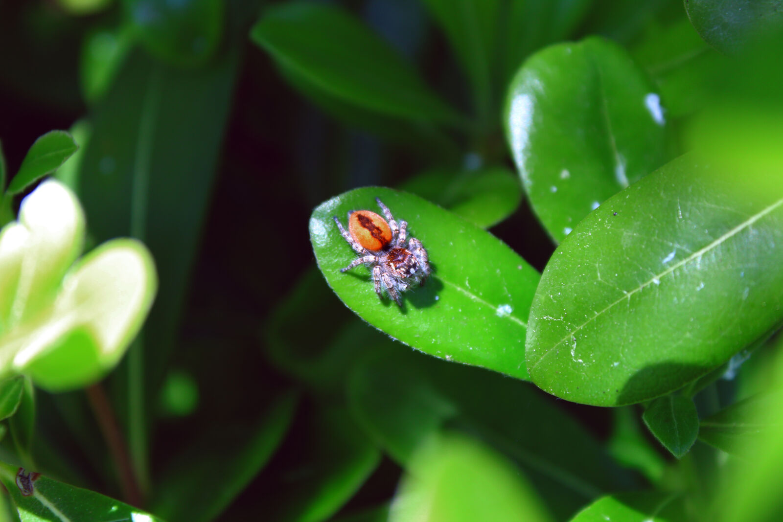 Canon EOS 1300D (EOS Rebel T6 / EOS Kiss X80) sample photo. Background, exotic, leaves, macro photography