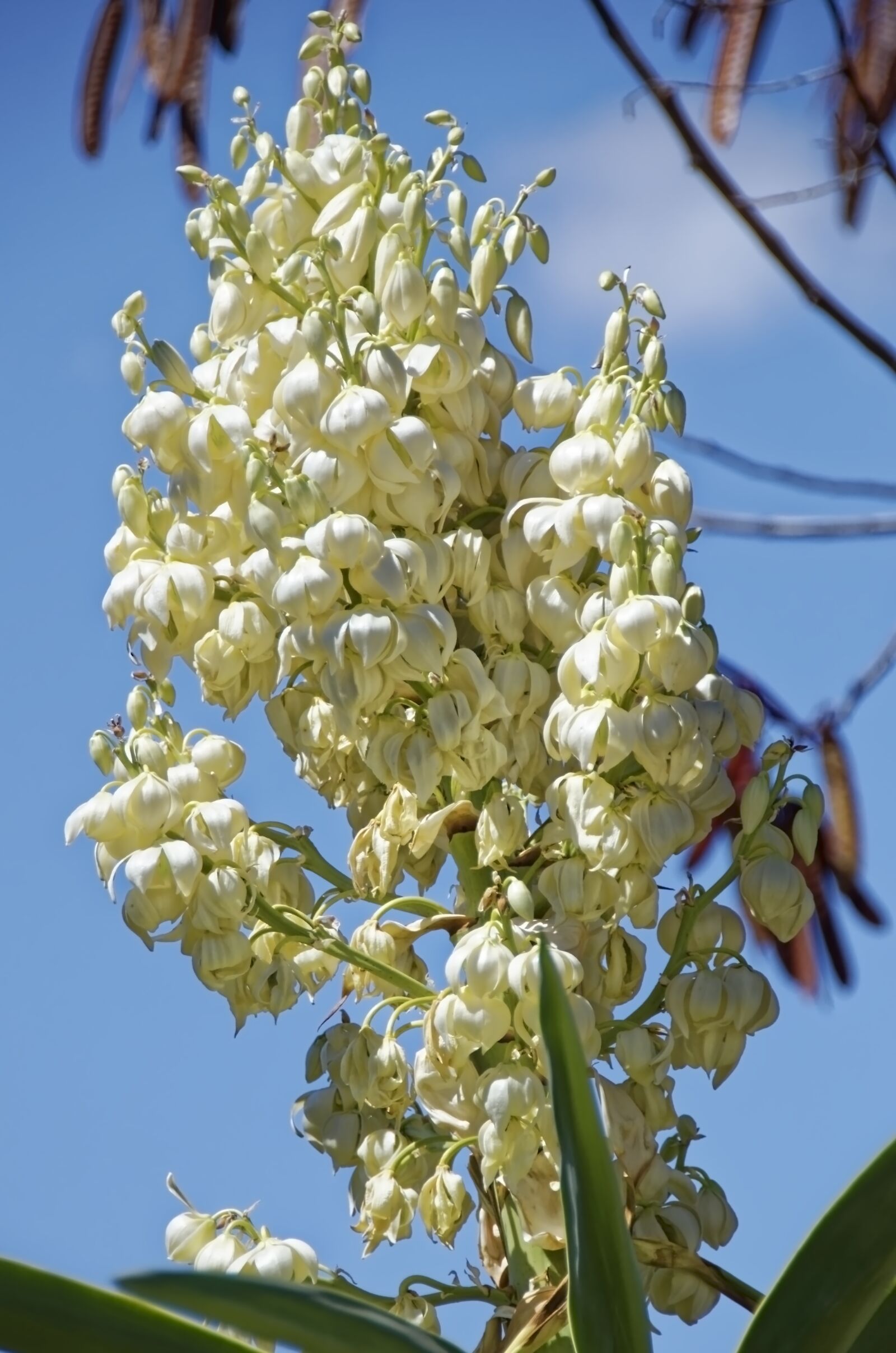 Nikon D7000 sample photo. Agave, flowering agave, plant photography