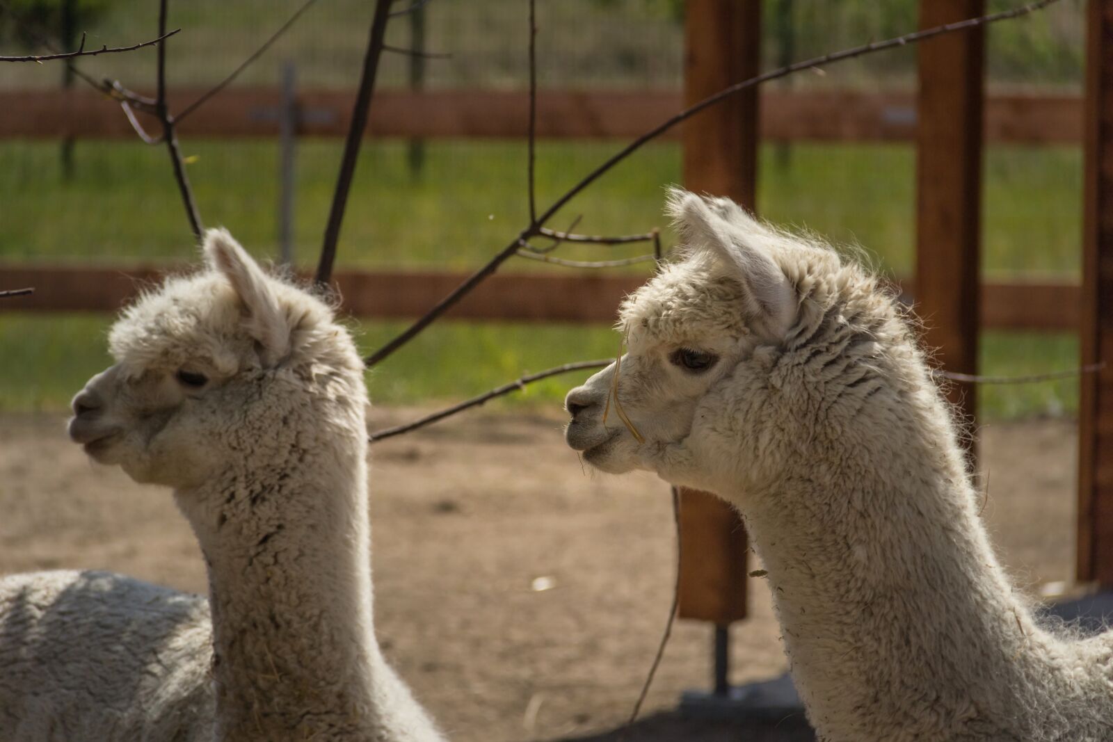Canon EF-S 18-135mm F3.5-5.6 IS sample photo. Lama, animal, hell photography