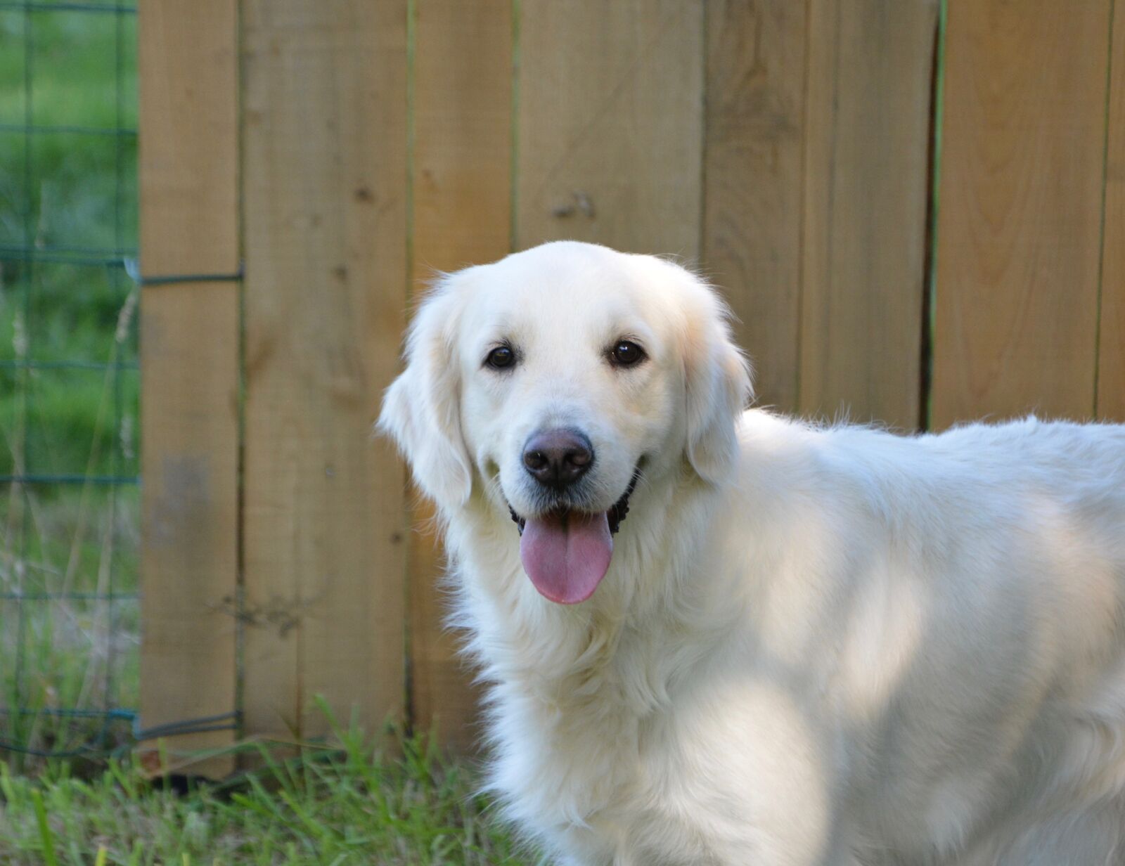 Nikon D5200 sample photo. Dog, dog golden retriever photography