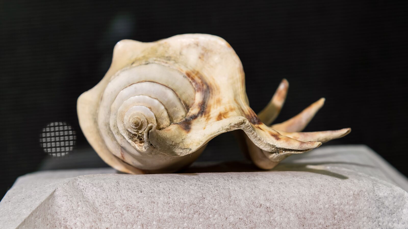 Nikon D850 sample photo. Last ra, shell, m photography