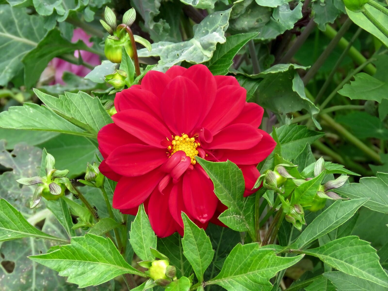 Canon PowerShot SX60 HS sample photo. Dahlia, flower, red photography