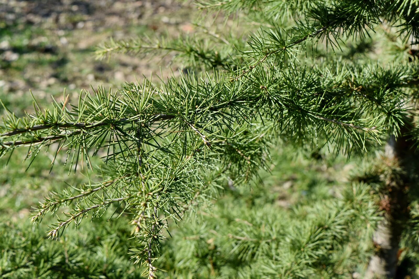 Nikon D5500 sample photo. Branches, spring time, nature photography