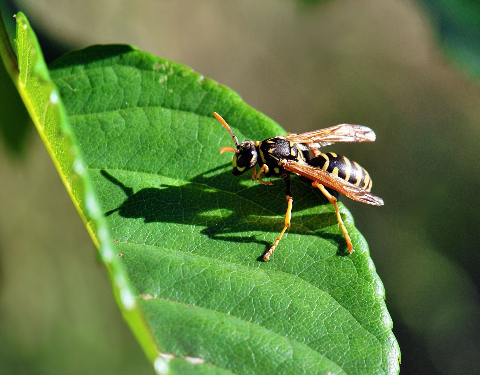 Nikon D80 sample photo. Osa, macro, shadow photography