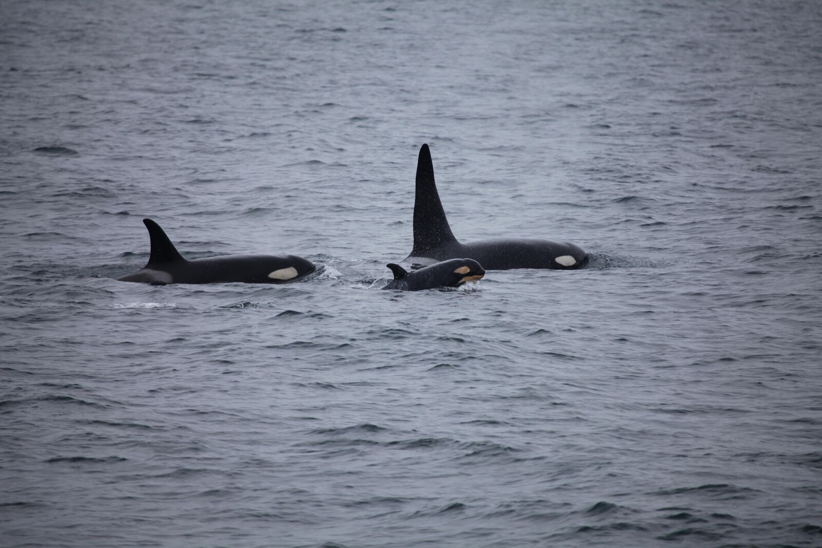 Canon EOS 5D Mark II sample photo. Killer whales, orcas, pod photography