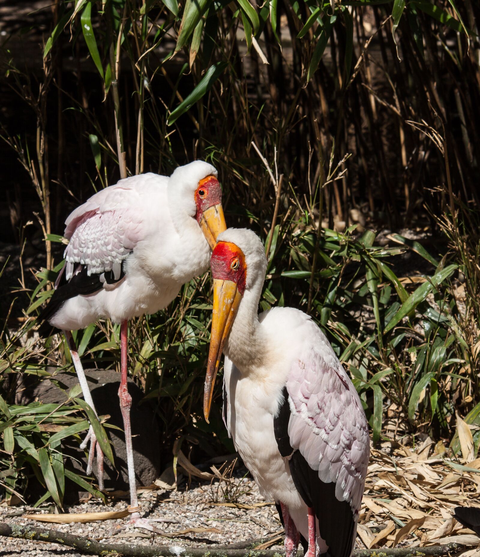 Canon EOS 50D sample photo. Glutton, animal, eastern photography