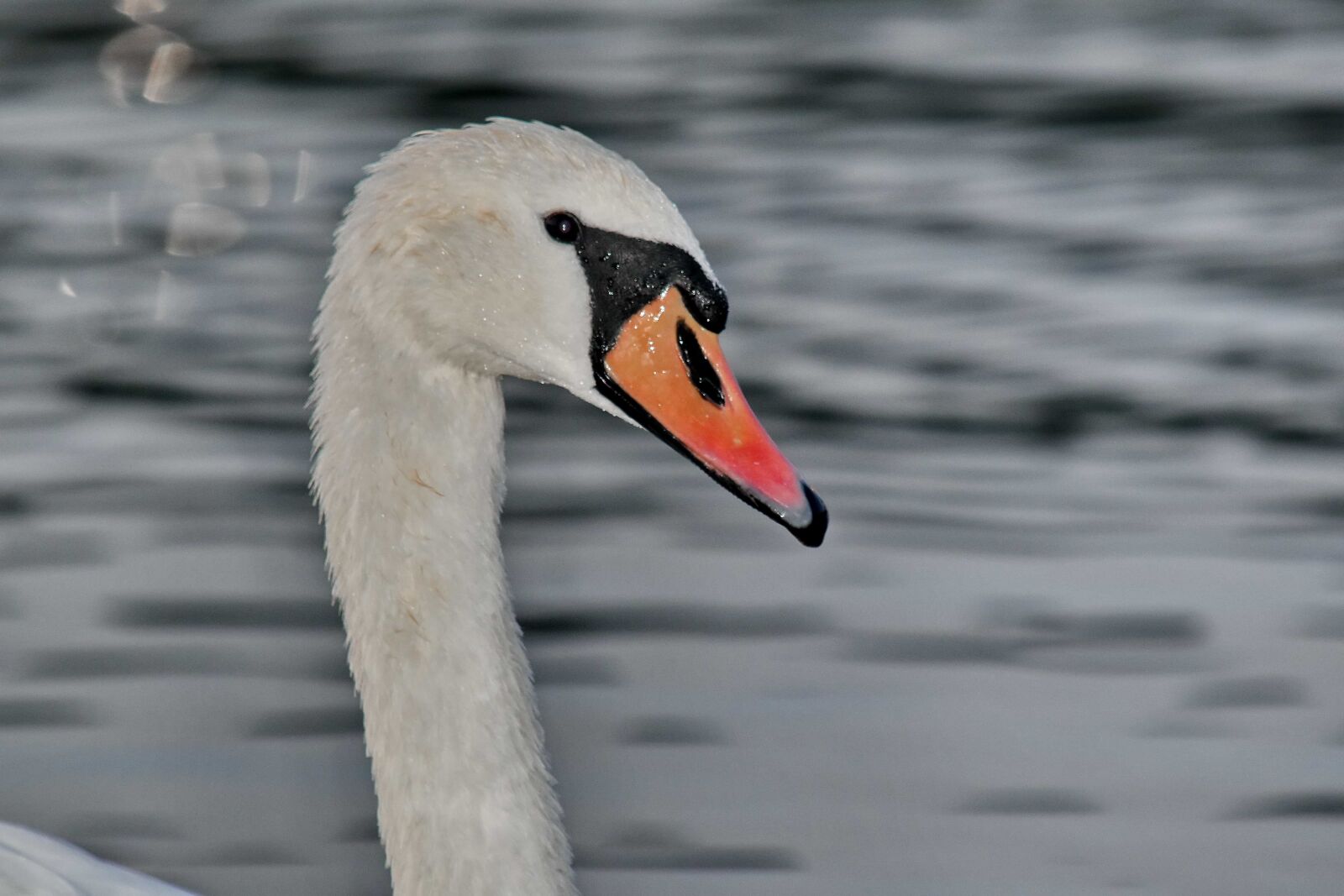 Nikon D5500 sample photo. Close-up, head, portrait, swan photography