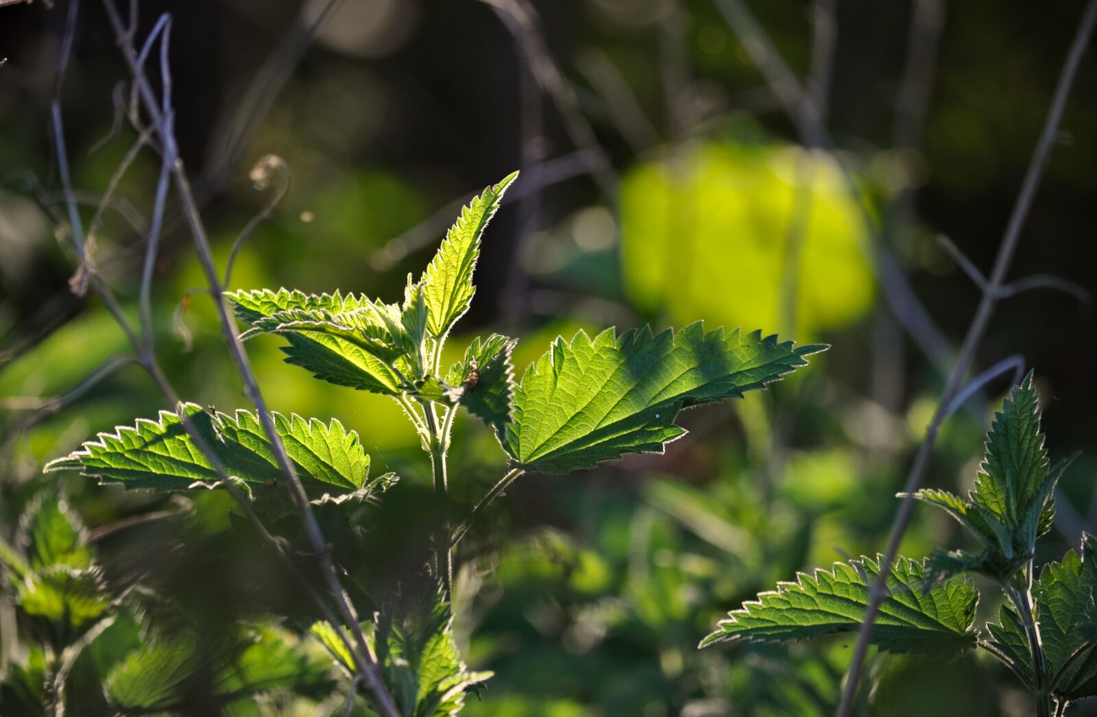 Nikon D90 sample photo. Brennessel, urtica, green photography