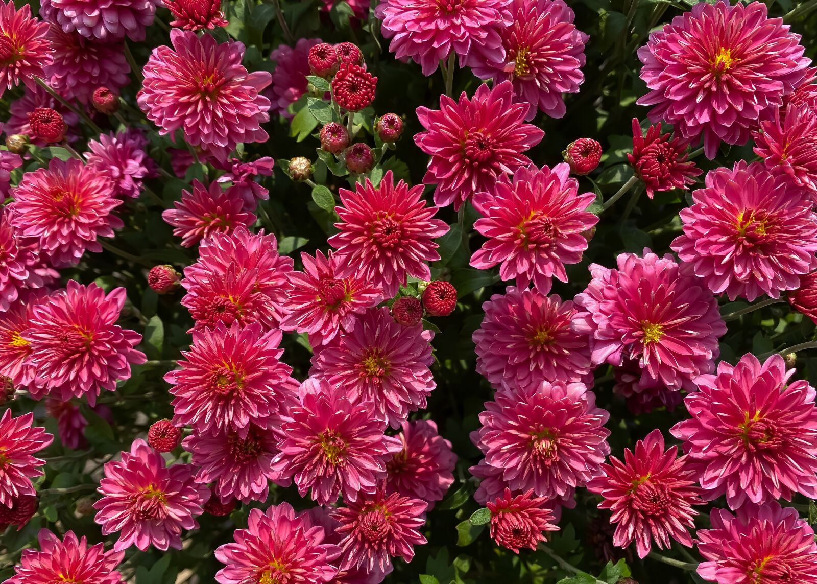 Apple iPhone 11 Pro sample photo. Mums, flowers, fall photography