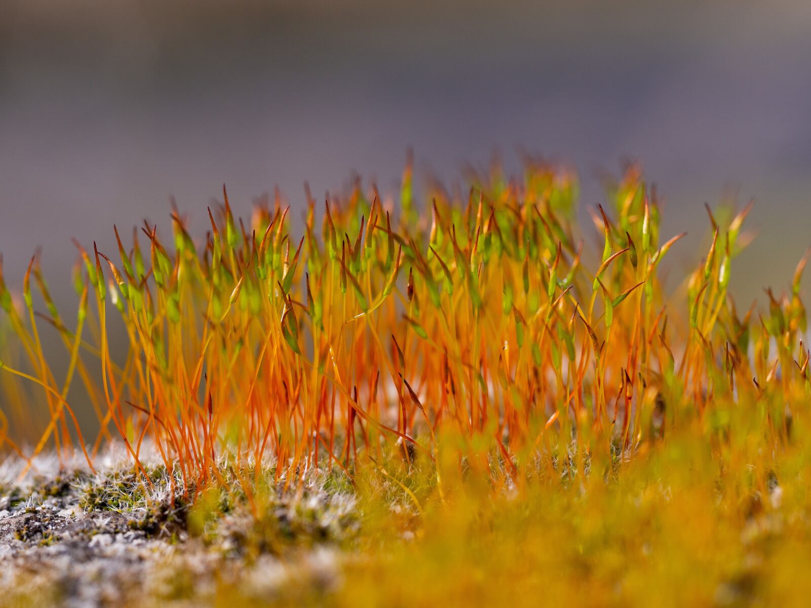 Olympus OM-D E-M10 III sample photo. Moss, flower, plant photography