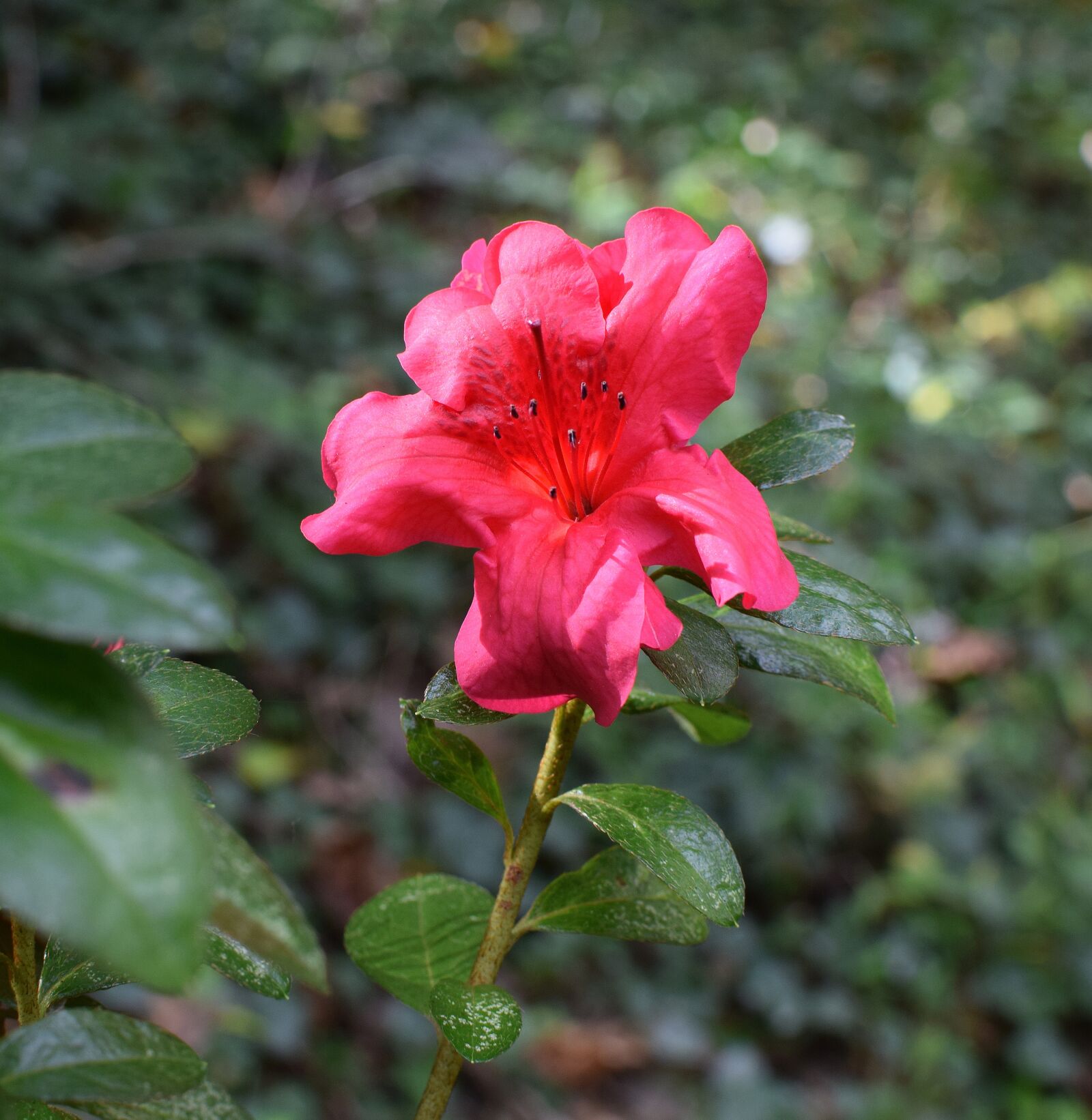 Nikon D3300 sample photo. Fall azalea, azalea, shrub photography