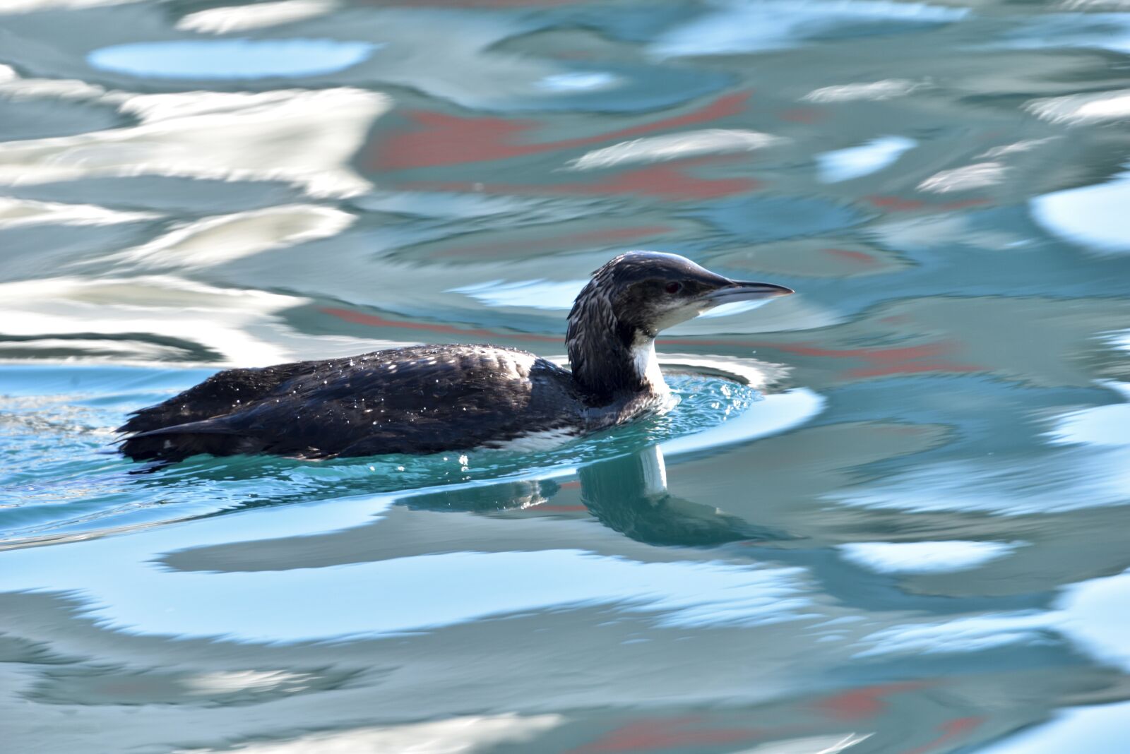 Nikon D810 sample photo. Waters, natural, wild animals photography
