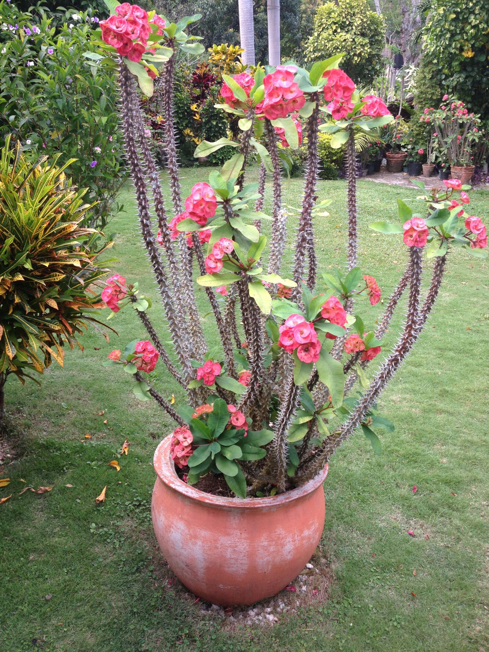 iPhone 4S back camera 4.28mm f/2.4 sample photo. Plant, flower, nature photography