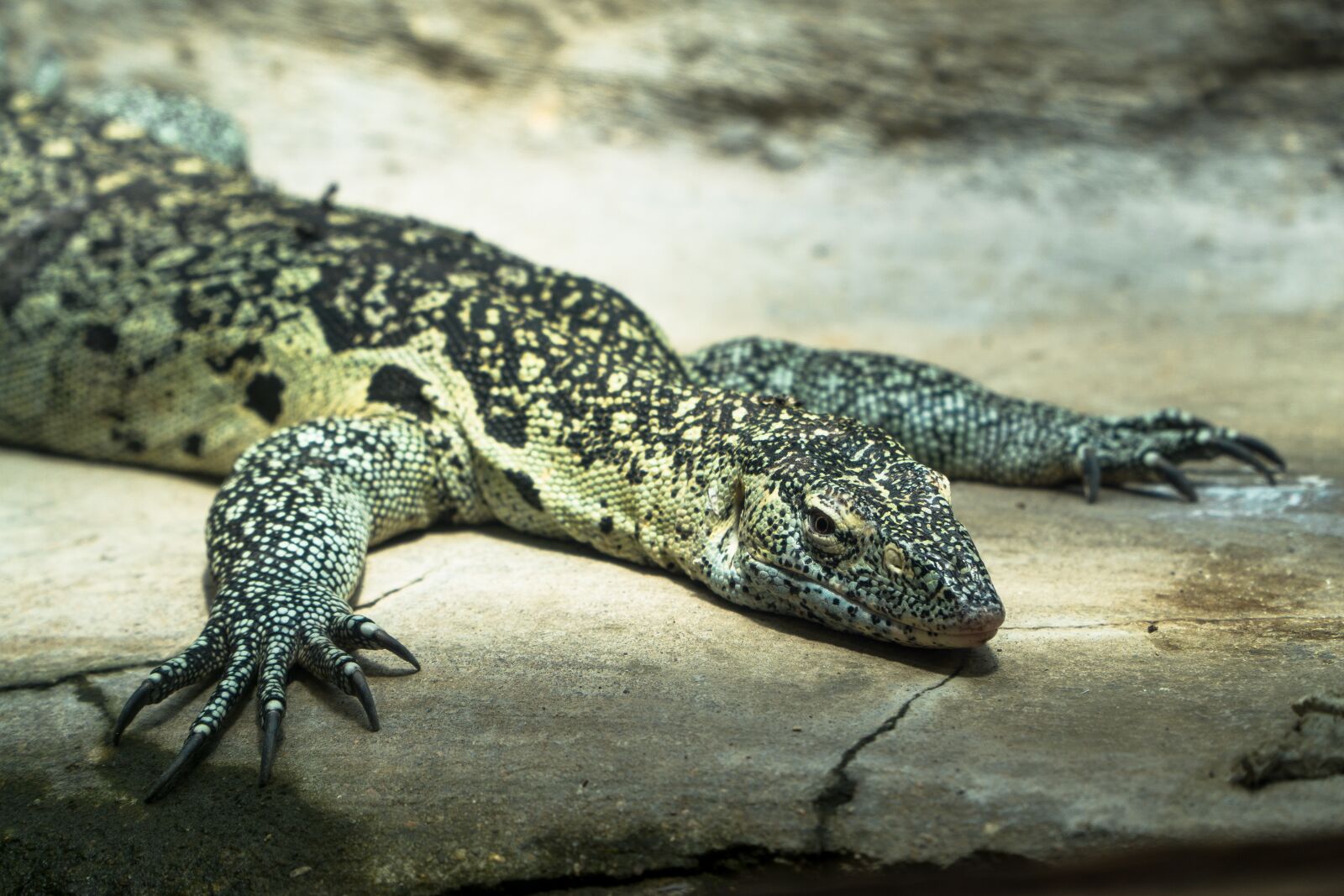 Sony a6000 + Sony E PZ 18-105mm F4 G OSS sample photo. Reptile, zoo, lizard photography