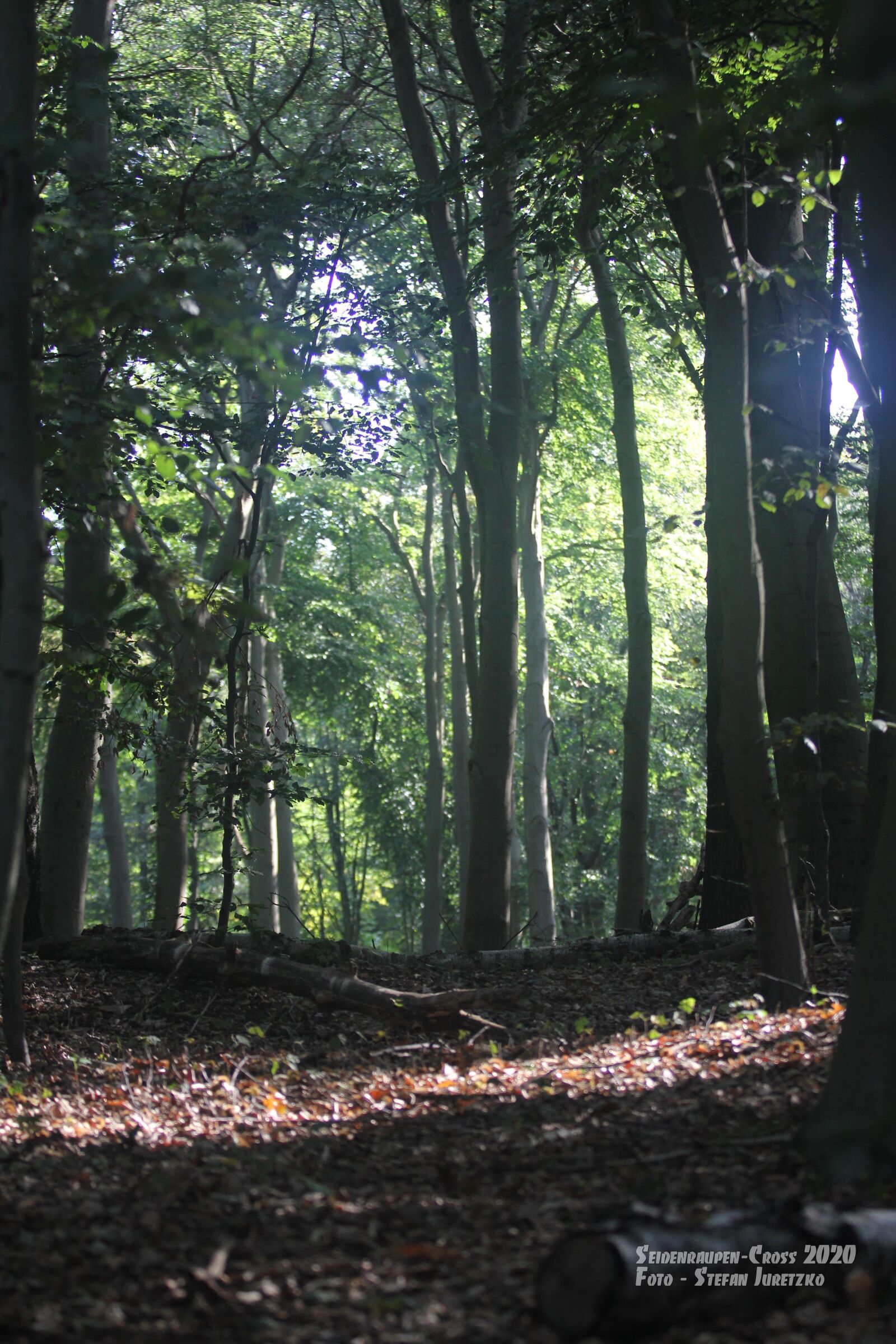 Canon EOS 60D sample photo. Forest, krefeld, sun photography