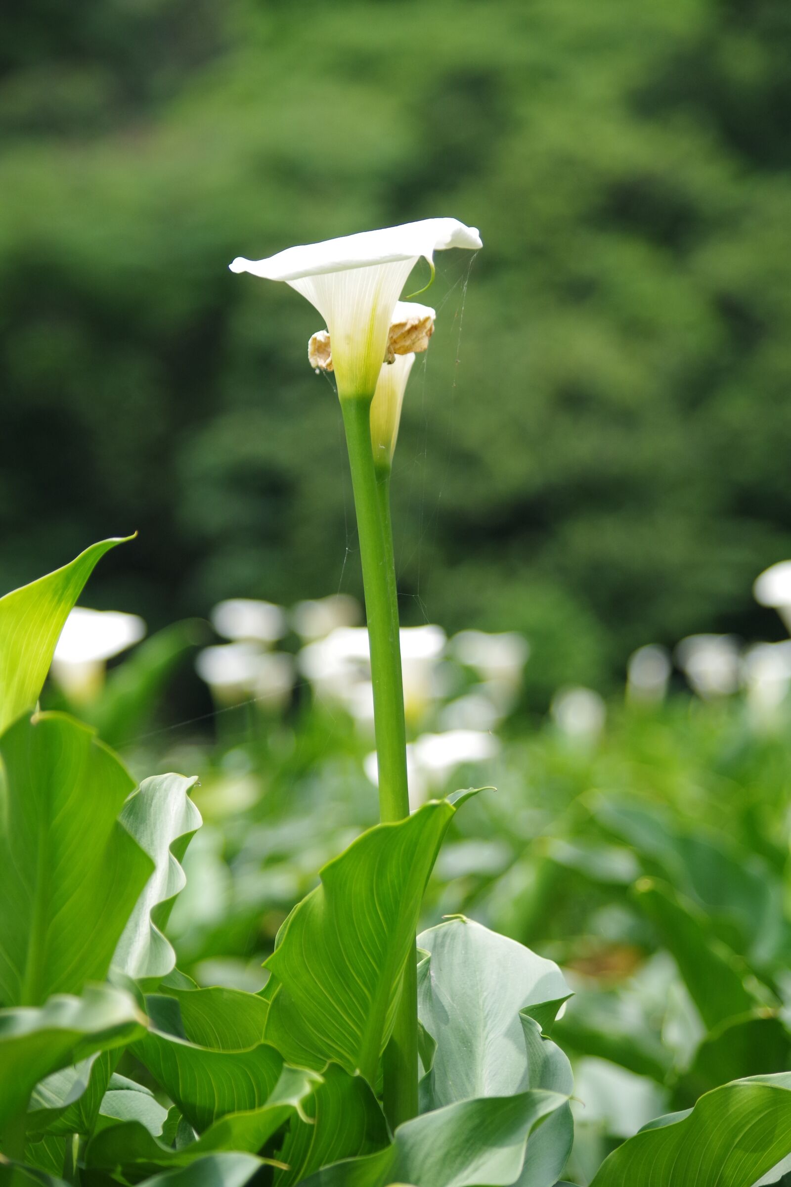 Pentax K-S2 sample photo. Kalla, garden, inflorescence photography