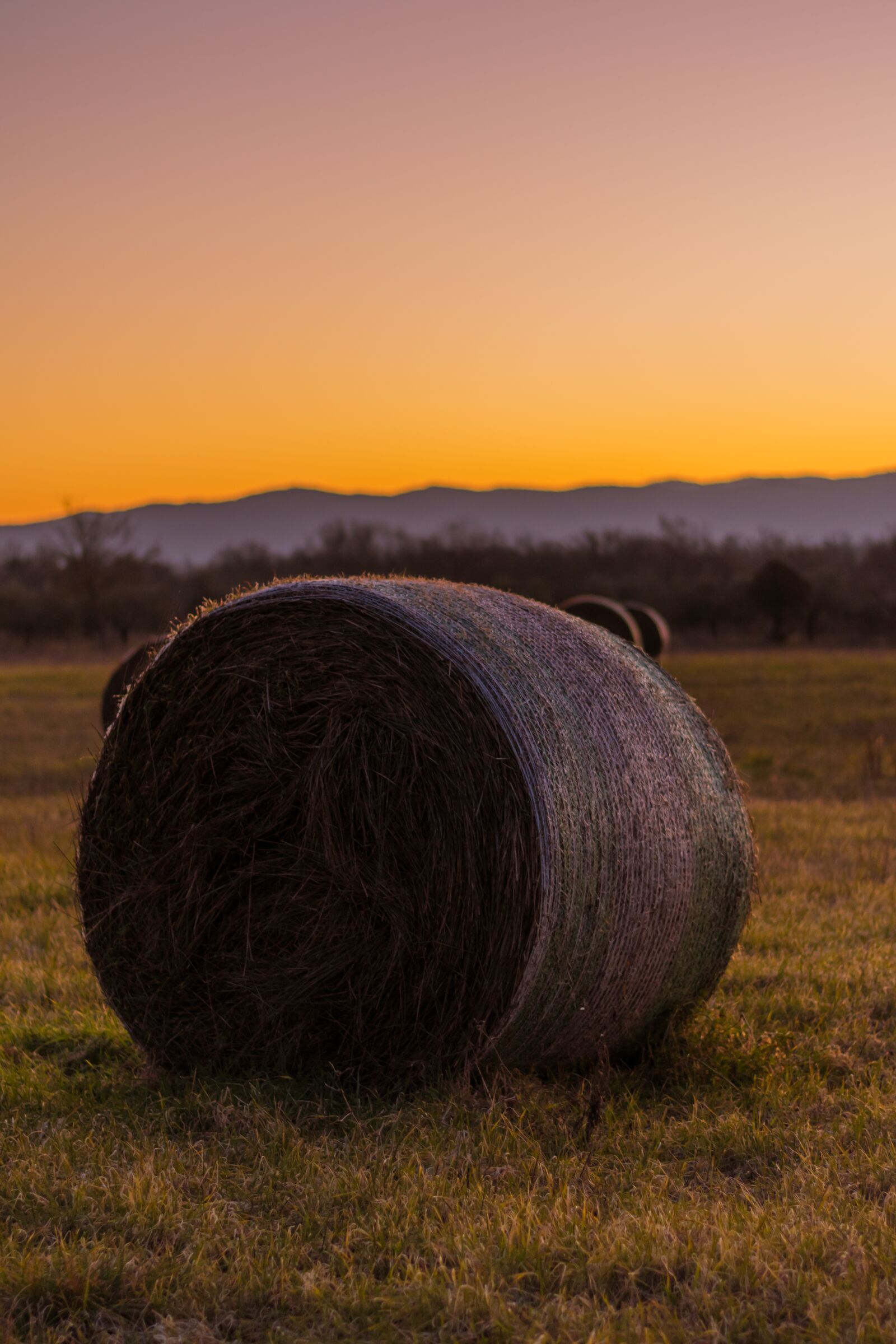 Nikon D5600 sample photo. Hay bale, field, country photography
