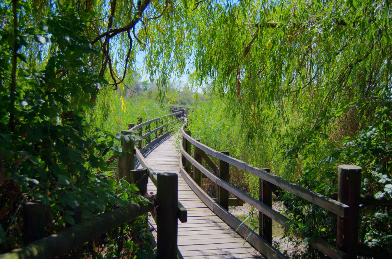 Nikon D5100 sample photo. Bridge, trees, green photography