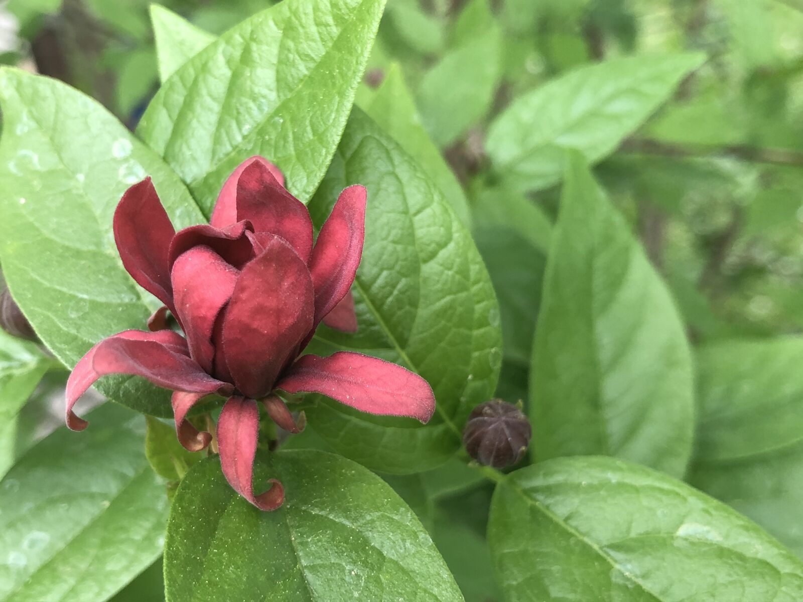iPhone 8 back camera 3.99mm f/1.8 sample photo. Flower, red, blossom photography
