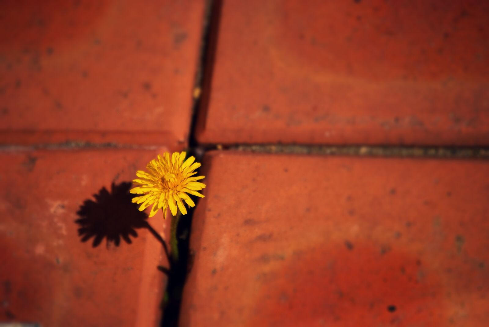 Nikon D60 sample photo. Flowers, dandelion, yellow flower photography
