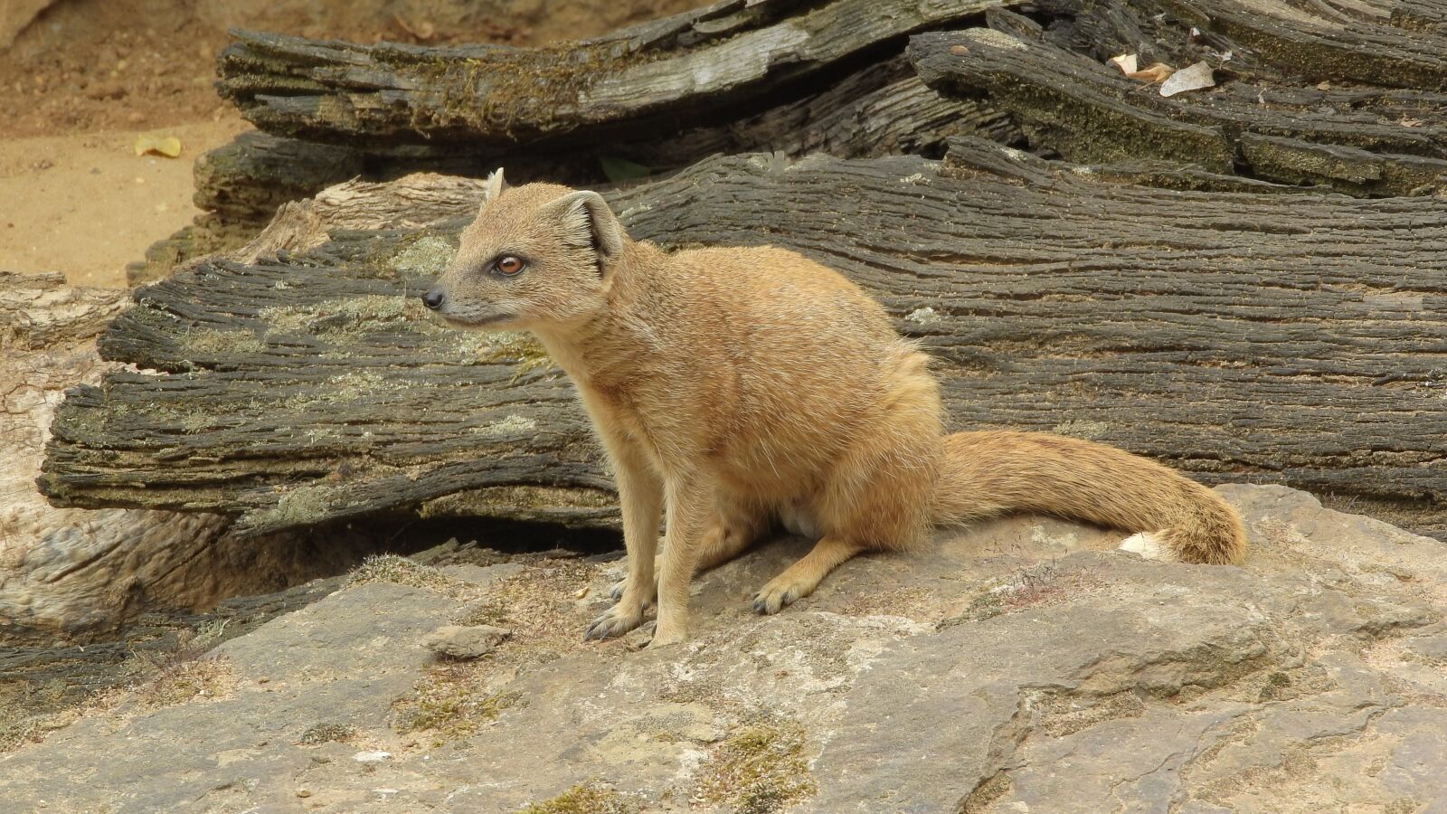 Nikon Coolpix P610 sample photo. Mongoose fox, african beast photography