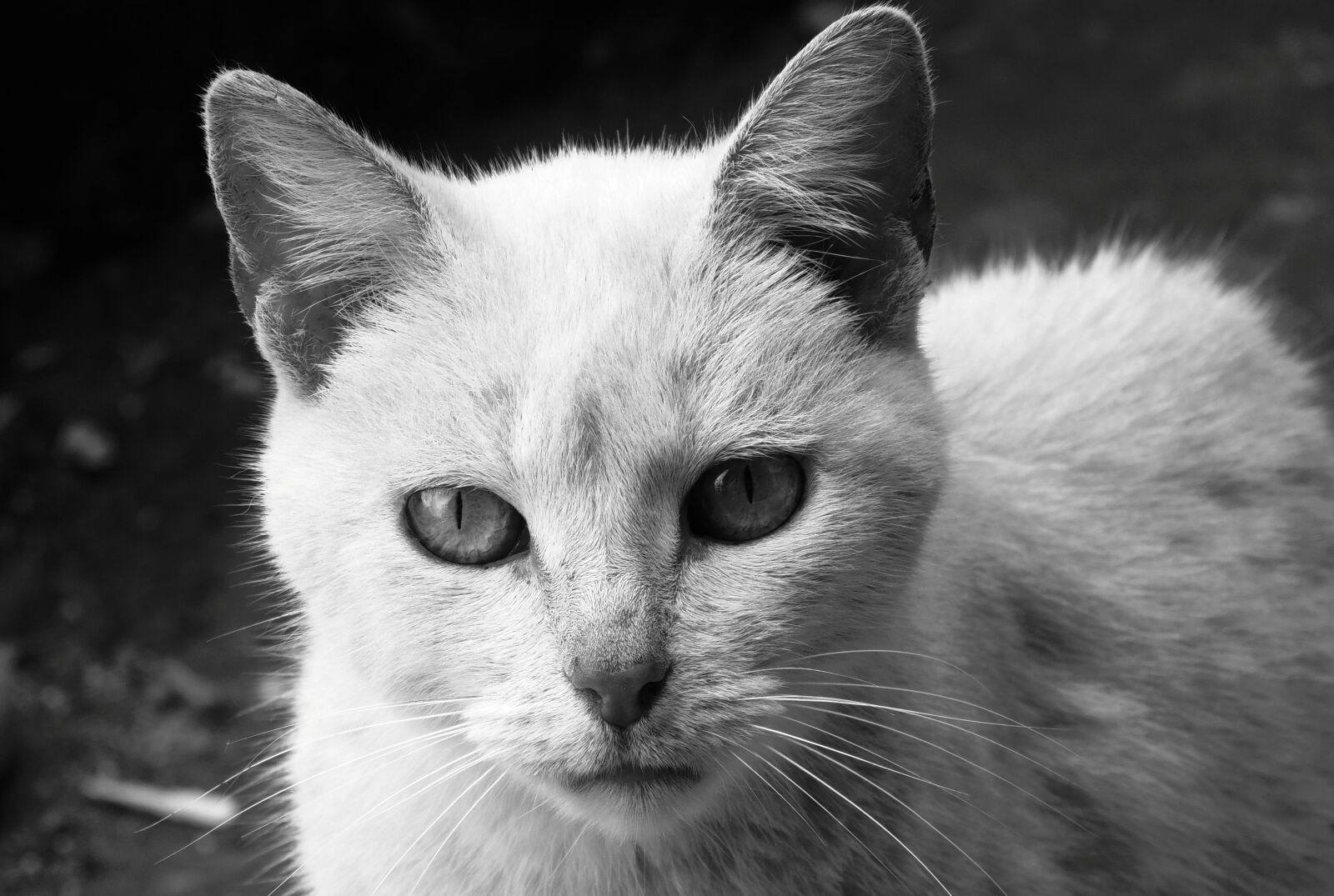 Nikon Coolpix P510 sample photo. Nature, cat, feline photography