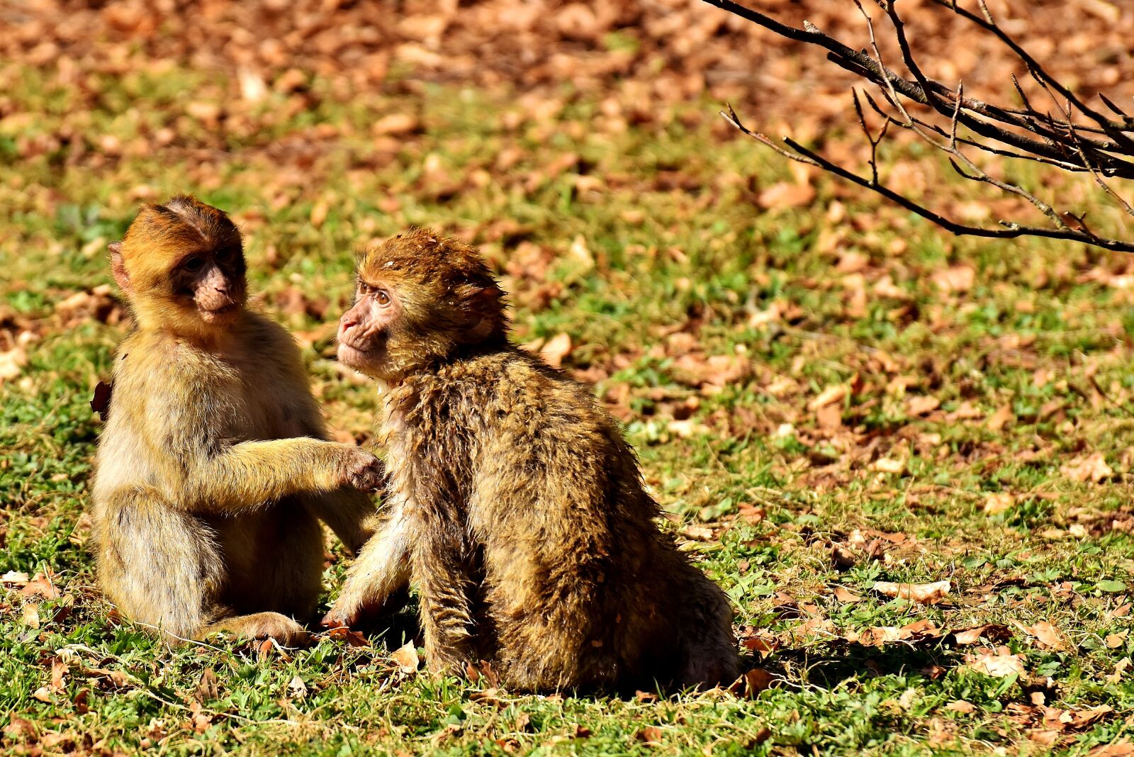 Nikon D7200 sample photo. Berber monkeys, play, cute photography