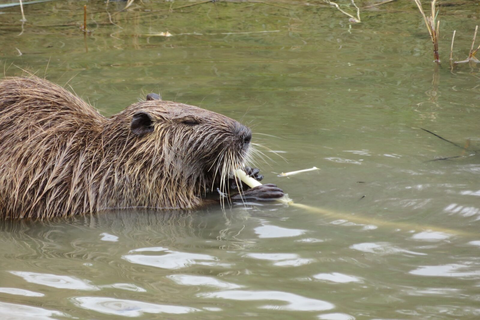 Canon PowerShot SX720 HS sample photo. Nutria, rodent, pond photography
