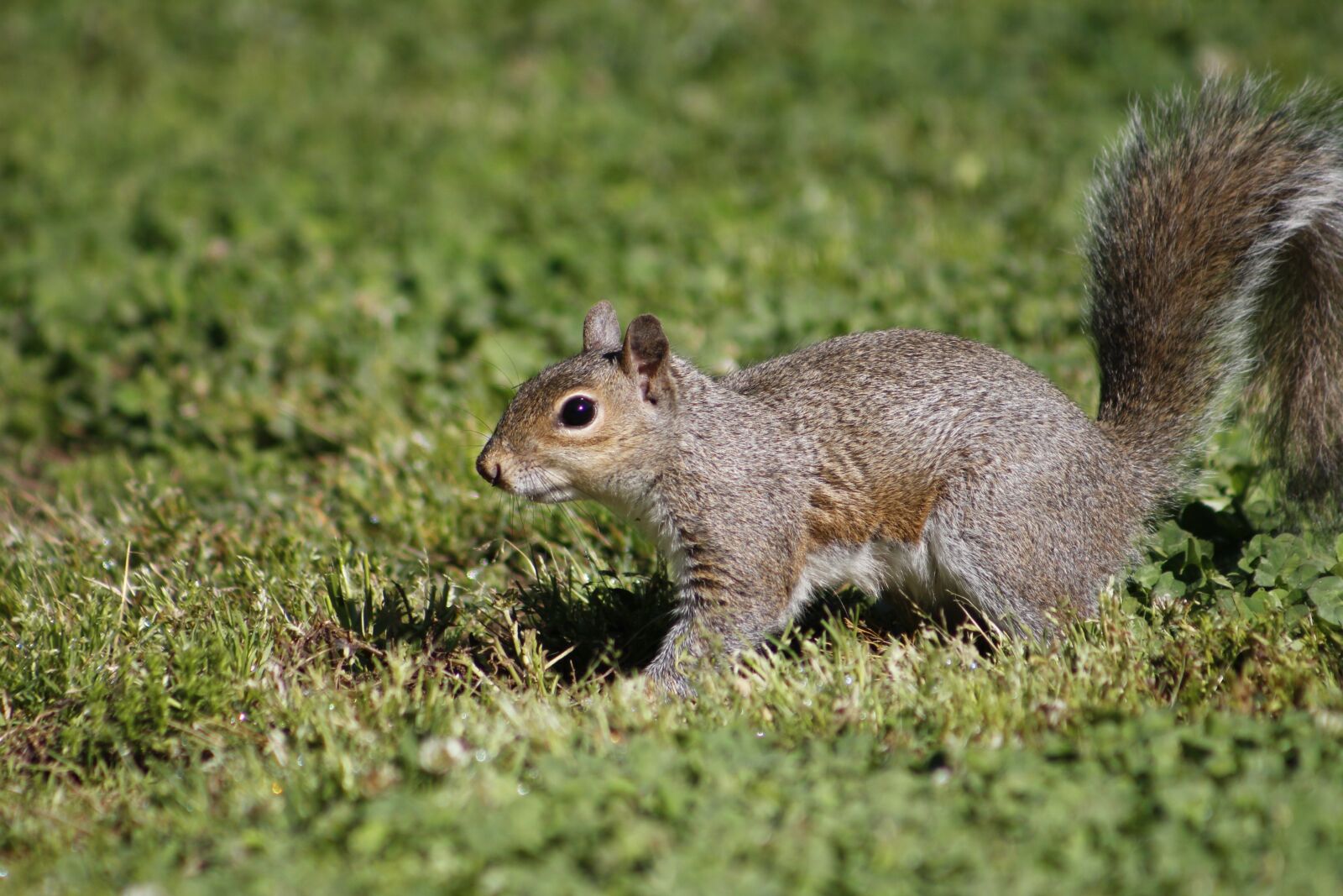 Canon EOS 550D (EOS Rebel T2i / EOS Kiss X4) sample photo. Mammal, wildlife, nature photography