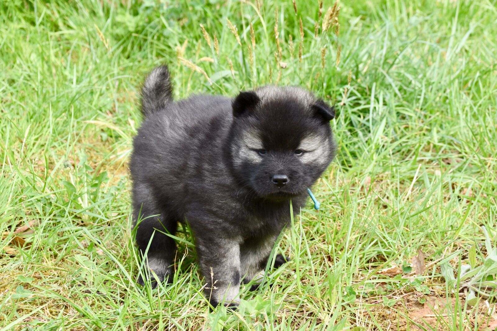 Nikon D5600 sample photo. Dog, puppy, young dog photography