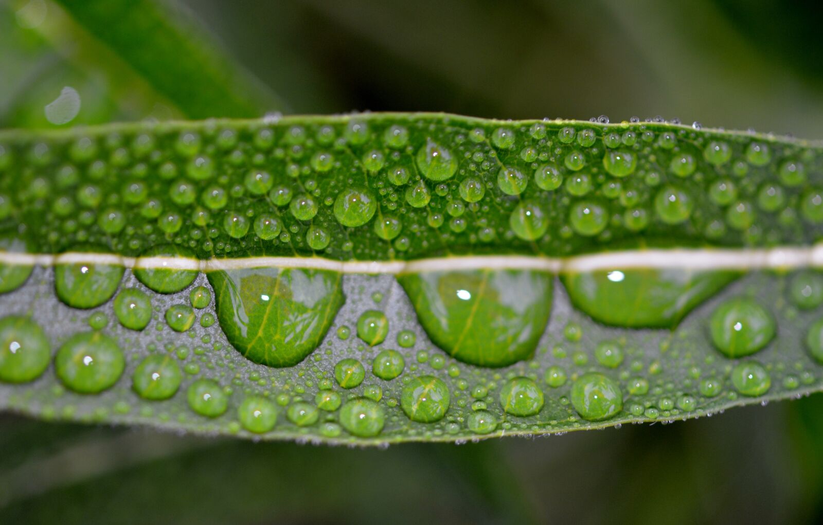 Nikon D7000 sample photo. Leaf, drops, green photography